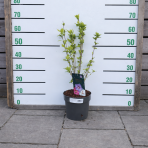 Ibištek sýrsky (Hibiscus syriacus) ´TRICOLOR´ – výška 50-70 cm, kont. C4.5L